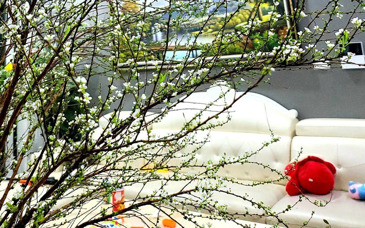 Cách cắm hoa tuyết mai nở bung đúng 3 ngày Tết Nguyên đán