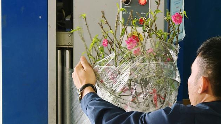 Vận chuyển đào mai bằng đường hàng không cần lưu ý gì?- Ảnh 2. Vận chuyển đào mai bằng đường hàng không cần lưu ý gì?- Ảnh 2.