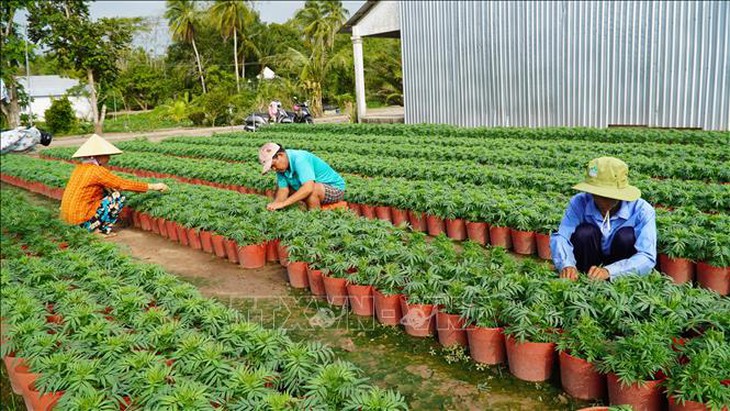 Chi phí đầu tư tăng cao, nhà vườn lo lắng cho thị trường hoa Tết- Ảnh 3.