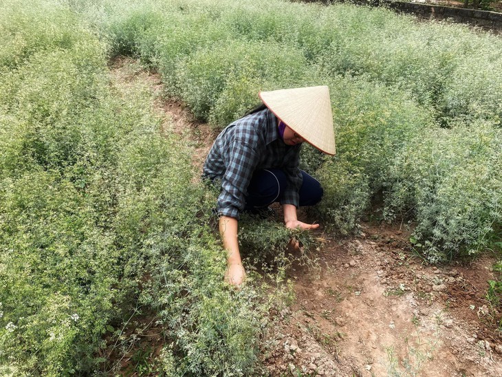 Mùi già xuống phố phục vụ người Hà Nội, giá bán chỉ từ 15.000 đồng/bó- Ảnh 3.