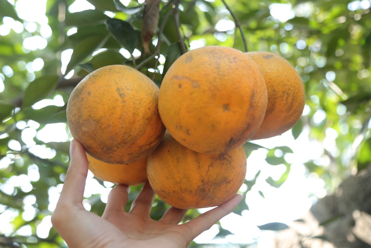 5 làng nghề đậm chất Tết ở xứ Nghệ- Ảnh 7.