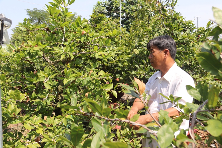 Làng mai Thủ Đức tất bật xuống lá, tỉa cành đón Tết- Ảnh 2.