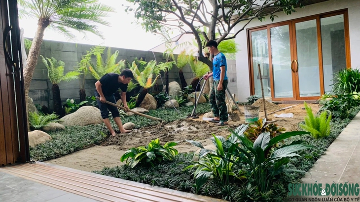 Nhiều người săn lùng Dương xỉ cổ đại chơi Tết- Ảnh 1.
