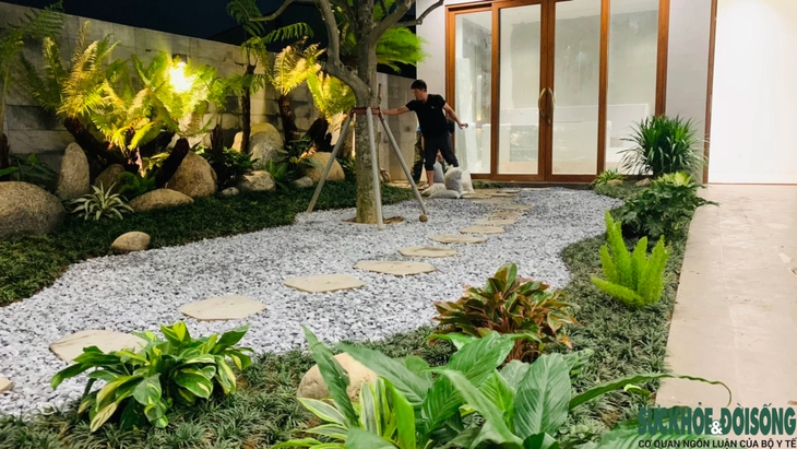 Nhiều người săn lùng Dương xỉ cổ đại chơi Tết- Ảnh 3.