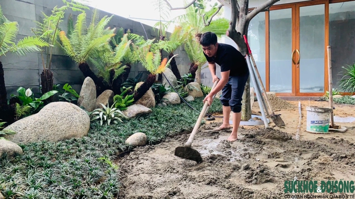 Nhiều người săn lùng Dương xỉ cổ đại chơi Tết- Ảnh 4.