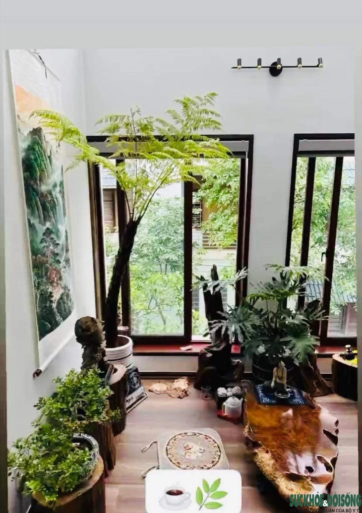 Nhiều người săn lùng Dương xỉ cổ đại chơi Tết- Ảnh 8.