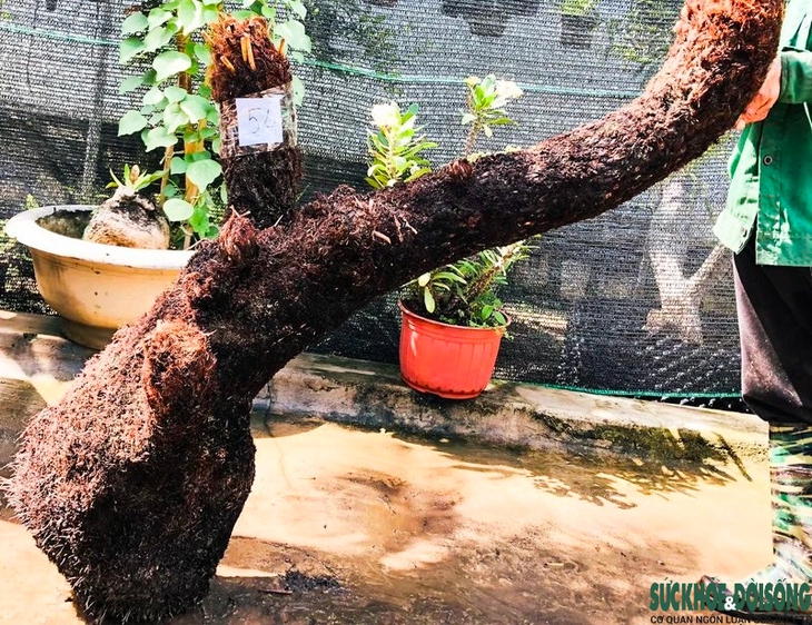 Nhiều người săn lùng Dương xỉ cổ đại chơi Tết- Ảnh 11.