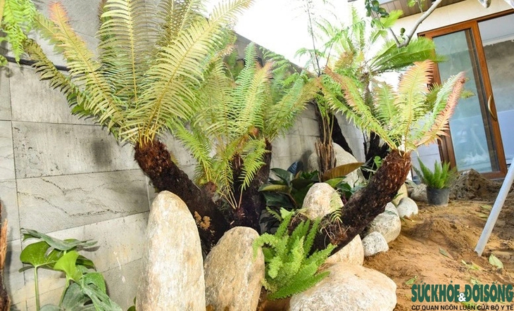 Nhiều người săn lùng Dương xỉ cổ đại chơi Tết- Ảnh 13.