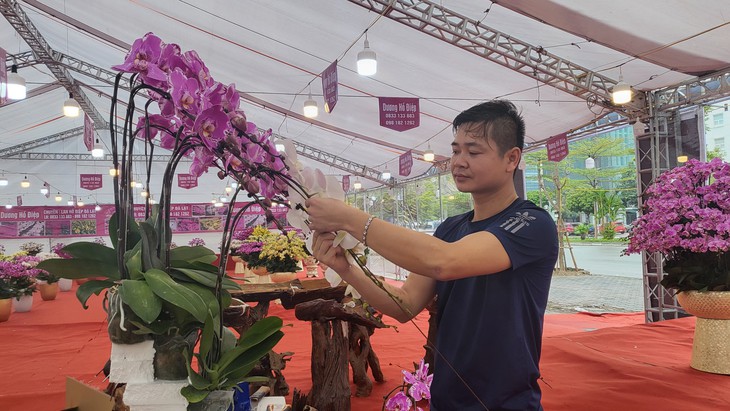 Kiếm vài triệu mỗi ngày nhờ nghề cắm lan hồ điệp dịp Tết- Ảnh 6.