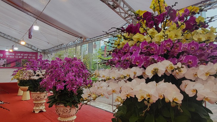 Kiếm vài triệu mỗi ngày nhờ nghề cắm lan hồ điệp dịp Tết- Ảnh 7.