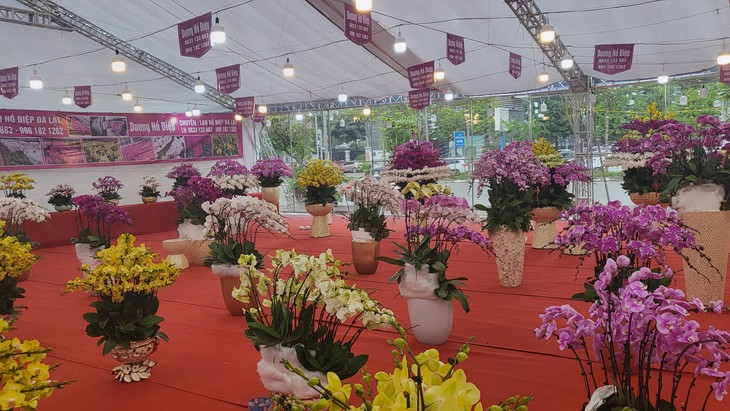 Kiếm vài triệu mỗi ngày nhờ nghề cắm lan hồ điệp dịp Tết- Ảnh 2.