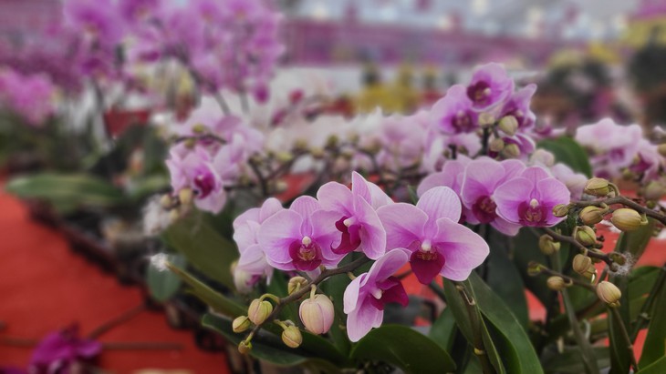 Kiếm vài triệu mỗi ngày nhờ nghề cắm lan hồ điệp dịp Tết- Ảnh 1.