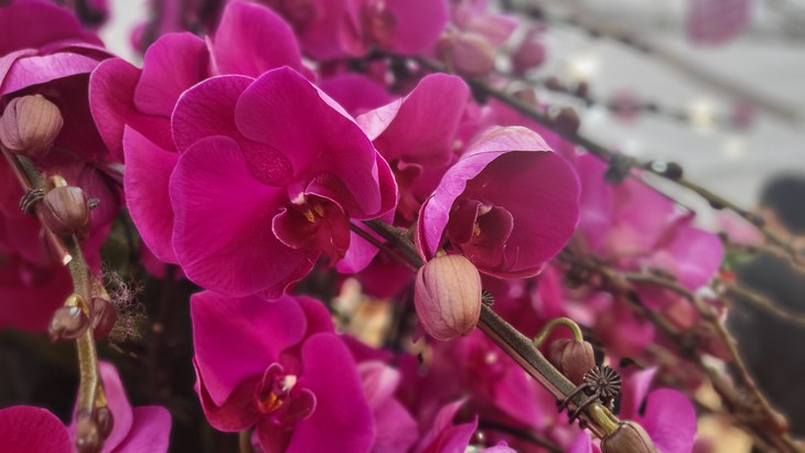 Kiếm vài triệu mỗi ngày nhờ nghề cắm lan hồ điệp dịp Tết- Ảnh 10.