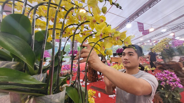 Kiếm vài triệu mỗi ngày nhờ nghề cắm lan hồ điệp dịp Tết- Ảnh 3.