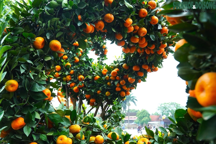 Độc đáo quýt cảnh hình rồng bay lượn trước thềm Tết nguyên đán Giáp Thìn- Ảnh 7.