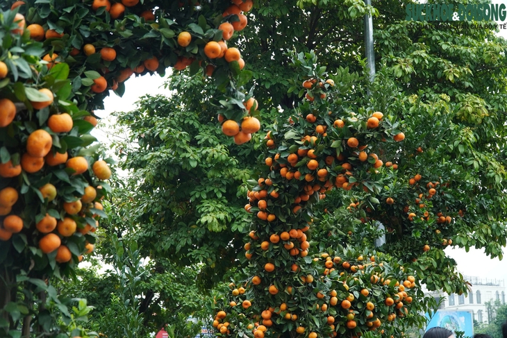 Độc đáo quýt cảnh hình rồng bay lượn trước thềm Tết nguyên đán Giáp Thìn- Ảnh 8.