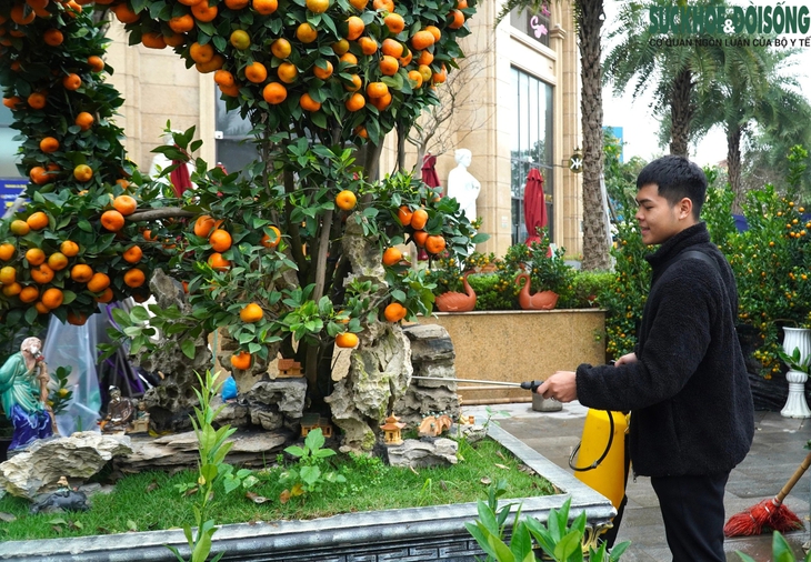 Độc đáo quýt cảnh hình rồng bay lượn trước thềm Tết nguyên đán Giáp Thìn- Ảnh 10.