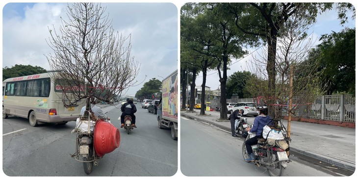 Đào và quất đua nhau xuống phố 'gọi' Tết về- Ảnh 3.