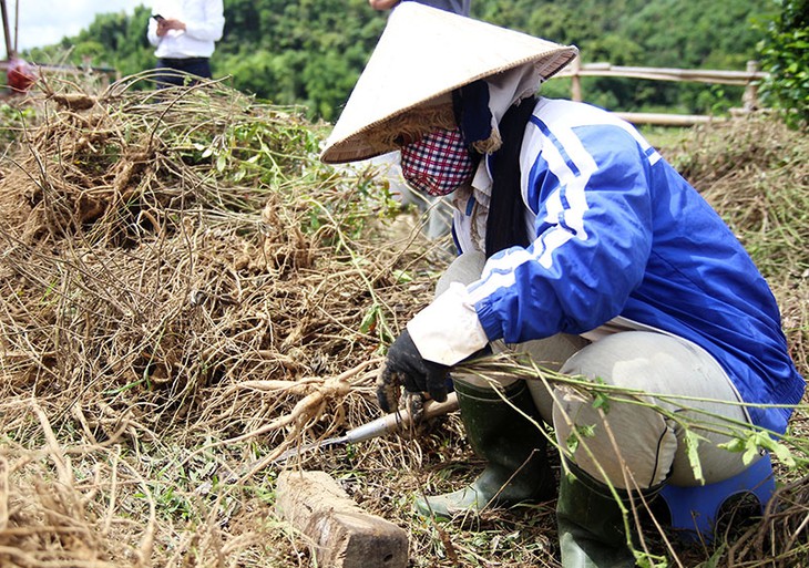 Trồng cây dược liệu, phát triển kinh tế vùng đồng bào dân tộc thiểu số từ nguồn vốn Chương trình MTQG 1719- Ảnh 2.