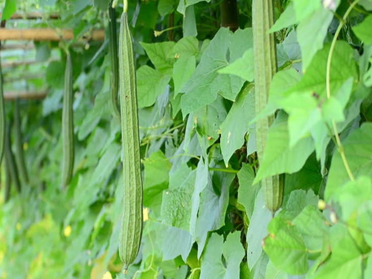 Bài thuốc chữa bệnh từ cây mướp khía- Ảnh 4.