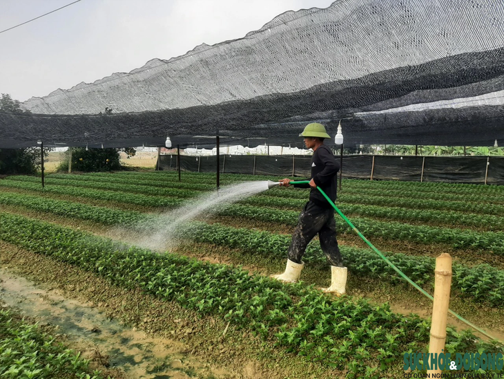 Làng hoa lớn nhất xứ Thanh hối hả vào vụ Tết- Ảnh 2.