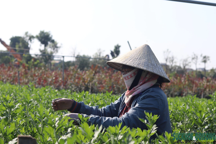 Làng hoa lớn nhất xứ Thanh hối hả vào vụ Tết- Ảnh 3.