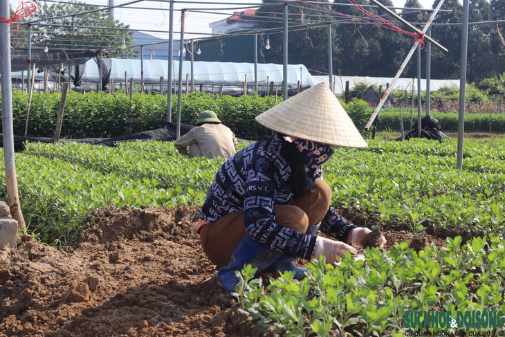 Làng hoa lớn nhất xứ Thanh hối hả vào vụ Tết- Ảnh 4.