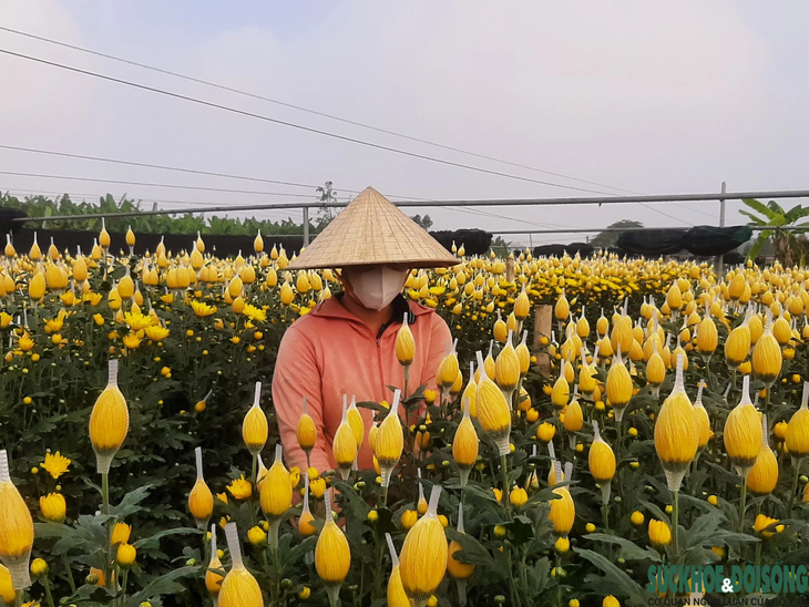 Làng hoa lớn nhất xứ Thanh hối hả vào vụ Tết- Ảnh 5.