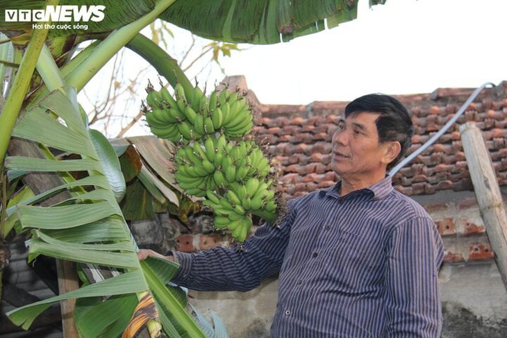 Đặc sản chuối 'tiến vua' vào mùa hốt bạc- Ảnh 5.