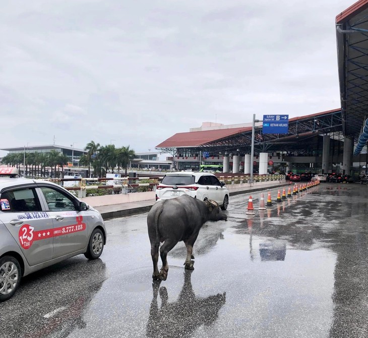 Cảng vụ hàng không miền Bắc nói gì về vụ trâu đi lạc vào sân bay Nội Bài?- Ảnh 2. Cảng vụ hàng không miền Bắc nói gì về vụ trâu đi lạc vào sân bay Nội Bài?- Ảnh 2.