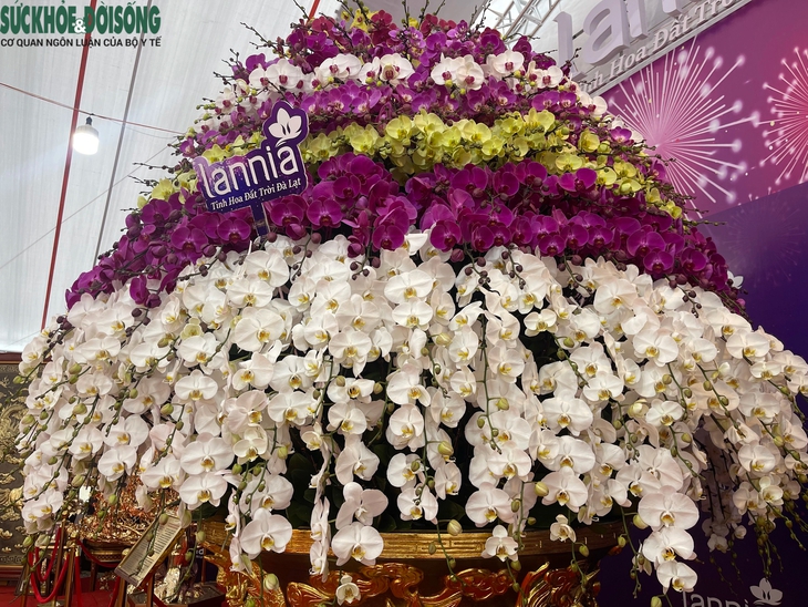 Cận cảnh chậu lan dát vàng 'khủng' nhất Việt Nam, giá gần 4 tỷ đồng- Ảnh 2.