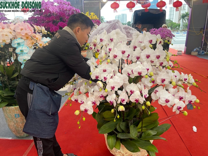 Cận cảnh chậu lan dát vàng 'khủng' nhất Việt Nam, giá gần 4 tỷ đồng- Ảnh 10.