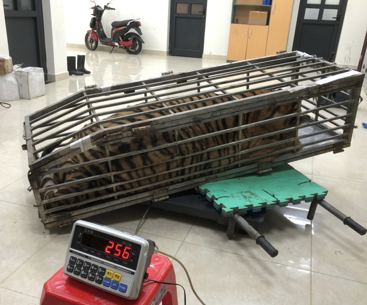 Vận chuyển hổ nặng 200kg, bỏ chạy khi có hiệu lệnh dừng xe- Ảnh 1.