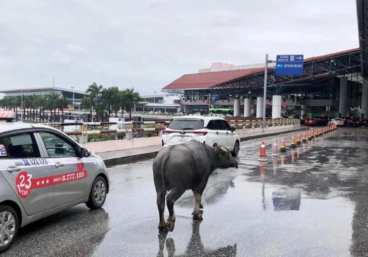 Trâu đi lạc tại nhà ga sân bay Nội Bài- Ảnh 2.