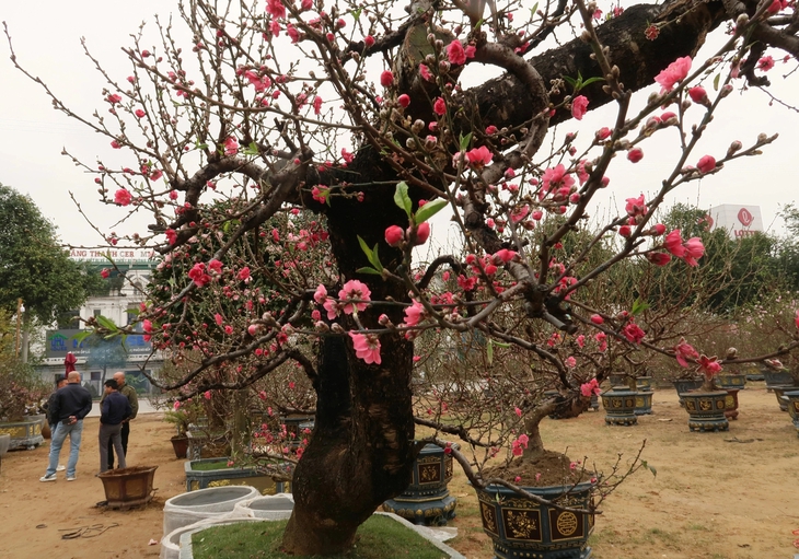 Những gốc đào cổ thụ 'đổ bộ' xuống phố- Ảnh 4. Những gốc đào cổ thụ 'đổ bộ' xuống phố- Ảnh 4.