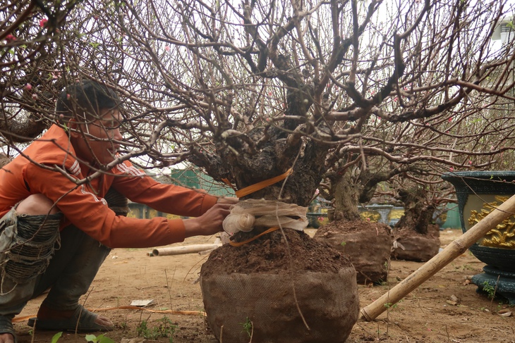 Những gốc đào cổ thụ 'đổ bộ' xuống phố- Ảnh 8. Những gốc đào cổ thụ 'đổ bộ' xuống phố- Ảnh 8.