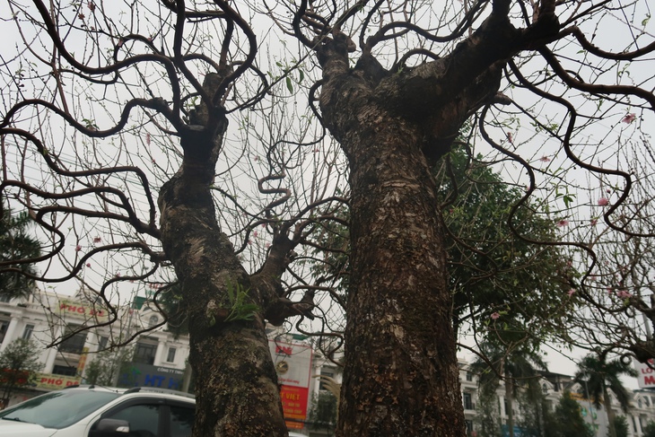 Những gốc đào cổ thụ 'đổ bộ' xuống phố- Ảnh 2. Những gốc đào cổ thụ 'đổ bộ' xuống phố- Ảnh 2.