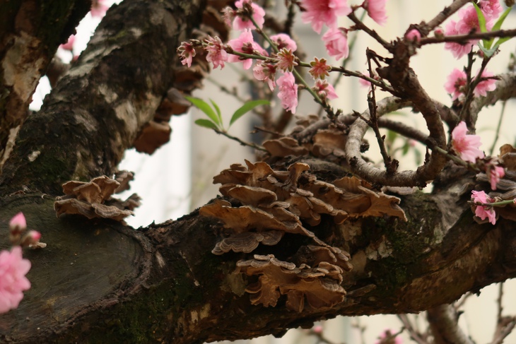 Những gốc đào cổ thụ 'đổ bộ' xuống phố- Ảnh 5. Những gốc đào cổ thụ 'đổ bộ' xuống phố- Ảnh 5.