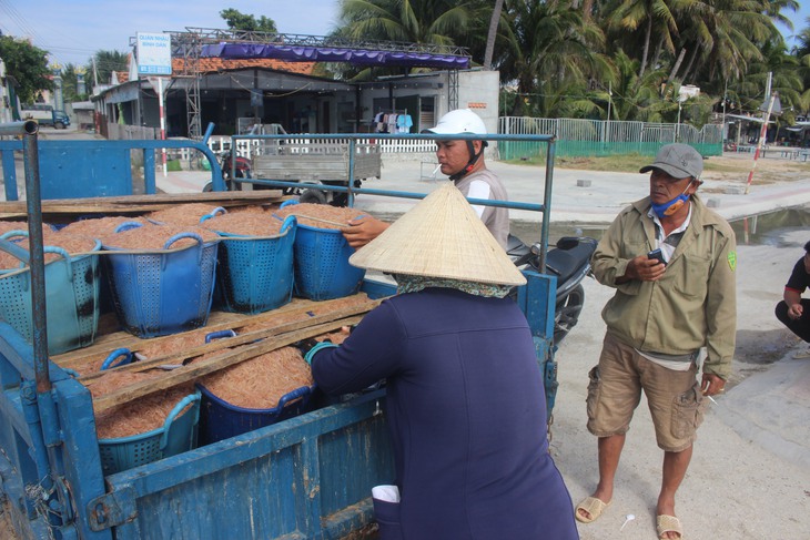 Mùa săn ruốc biển kiếm bộn tiền ăn Tết- Ảnh 3.