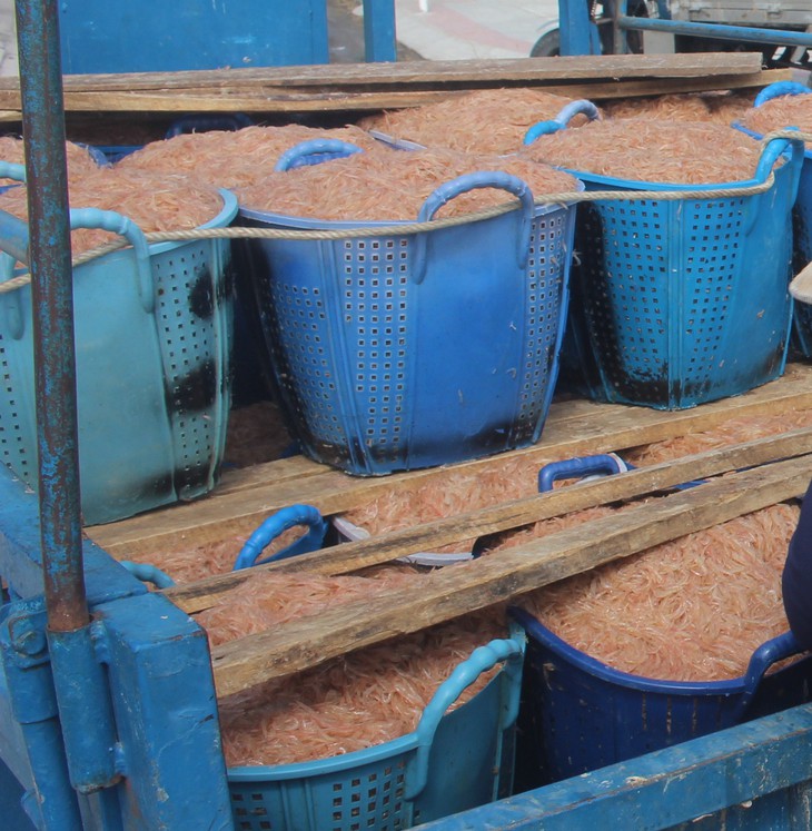Mùa săn ruốc biển kiếm bộn tiền ăn Tết- Ảnh 4.