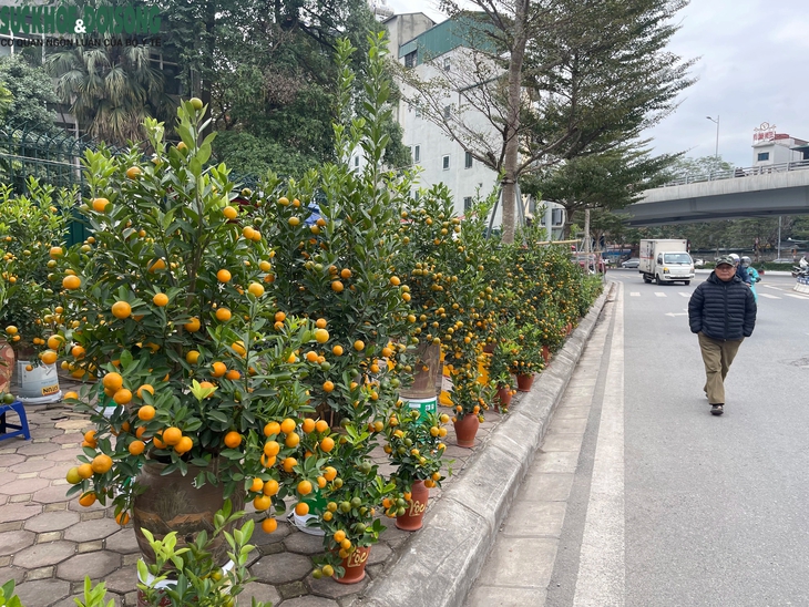 Vỉa hè Hà Nội thành chợ bán đào quất, 'đẩy' người đi bộ xuống đường- Ảnh 1. Vỉa hè Hà Nội thành chợ bán đào quất, 'đẩy' người đi bộ xuống đường- Ảnh 1.