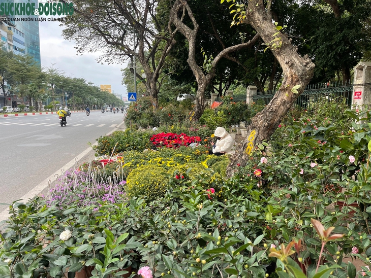 Vỉa hè Hà Nội thành chợ bán đào quất, 'đẩy' người đi bộ xuống đường- Ảnh 3. Vỉa hè Hà Nội thành chợ bán đào quất, 'đẩy' người đi bộ xuống đường- Ảnh 3.