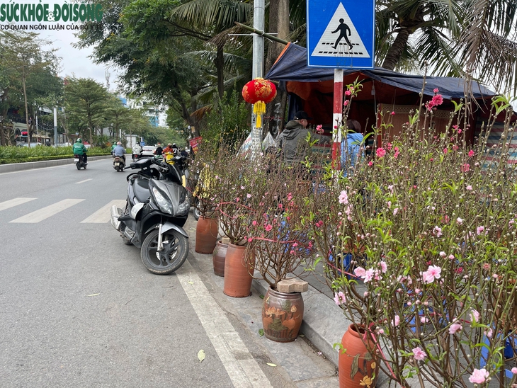 Vỉa hè Hà Nội thành chợ bán đào quất, 'đẩy' người đi bộ xuống đường- Ảnh 7. Vỉa hè Hà Nội thành chợ bán đào quất, 'đẩy' người đi bộ xuống đường- Ảnh 7.