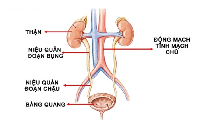Hội chứng tiết dịch niệu đạo ở nam giới | Vinmec