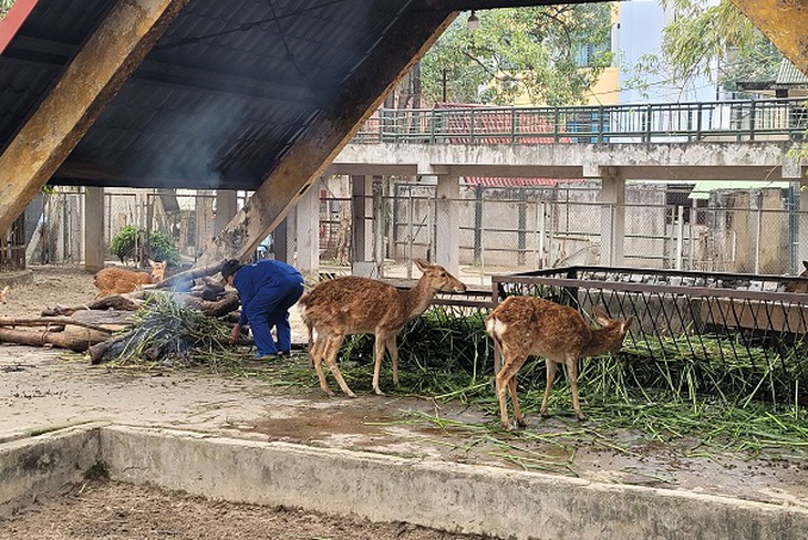 Phủ bạt, đốt lửa, dùng máy sưởi, … giữ ấm cho voi, hổ, hà mã- Ảnh 3.