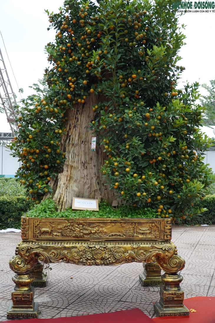Lần đầu tiên Triển lãm Bonsai tre, Lễ hội hoa đào, quất cảnh được tổ chức tại Hà Nội- Ảnh 9. Lần đầu tiên Triển lãm Bonsai tre, Lễ hội hoa đào, quất cảnh được tổ chức tại Hà Nội- Ảnh 9.