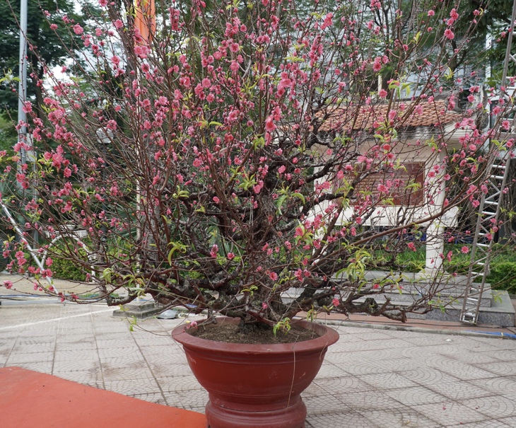 Lần đầu tiên Triển lãm Bonsai tre, Lễ hội hoa đào, quất cảnh được tổ chức tại Hà Nội- Ảnh 10. Lần đầu tiên Triển lãm Bonsai tre, Lễ hội hoa đào, quất cảnh được tổ chức tại Hà Nội- Ảnh 10.