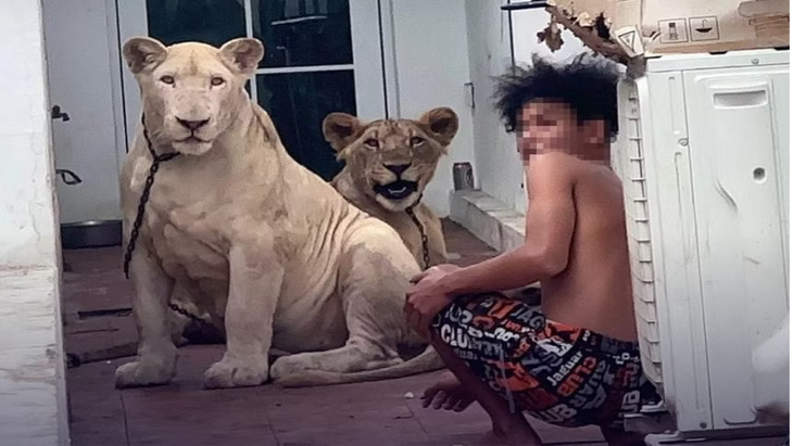 Thái Lan liên tục phát hiện người nuôi sư tử làm thú cưng trái phép- Ảnh 1. Thái Lan liên tục phát hiện người nuôi sư tử làm thú cưng trái phép- Ảnh 1.