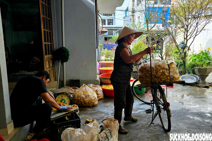 Làng nghề mứt gừng trắng đêm đỏ lửa những ngày cận Tết- Ảnh 1.