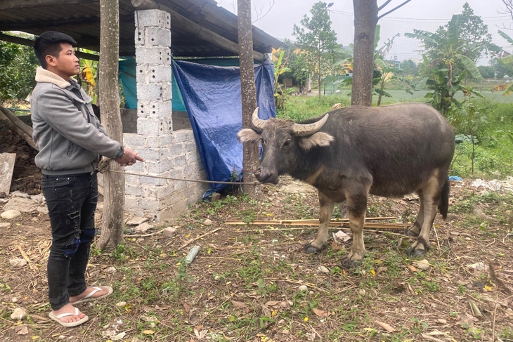 Hành động bất ngờ của nam thanh niên sau khi trộm trâu của người dân- Ảnh 1.